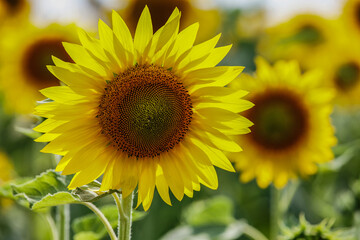 Beautifully blooming sunflower in the middle of summer, ready to be picked.