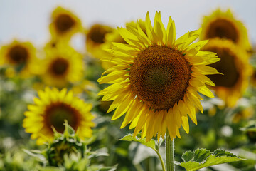 Beautifully blooming sunflower in the middle of summer, ready to be picked.