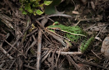 Bright green Northern Leopard frog macro portrait