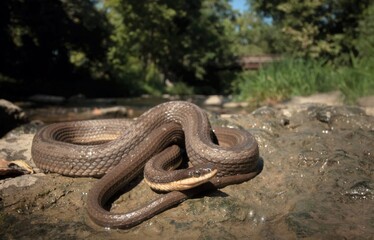 Queen snake macro wife angle portrait on rock in stream