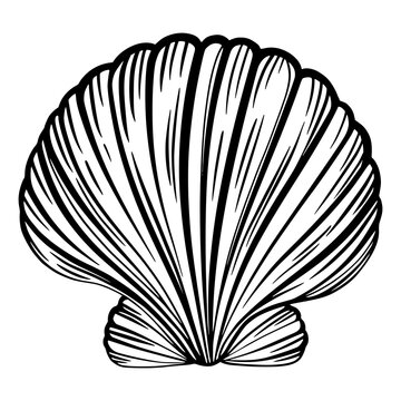 recommend clip art: Marine pearl seashell or mollusk for design of invitation, fabric, textile, etc.