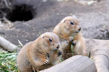 プレーリードッグ