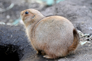 プレーリードッグ