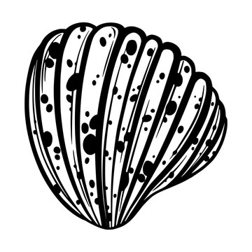 recommend clip art: Marine seashell or mollusk with dots for design of invitation, fabric, textile, etc.