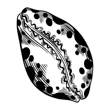 recommend clip art: Marine seashell, mollusk or bivalve with dots for design of invitation, fabric, textile, etc.