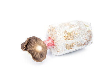 Fresh Abalone Mushroom growing from sawdust spawn block in lump plastic bag isolated on white background. The concept of organic farming in the household.