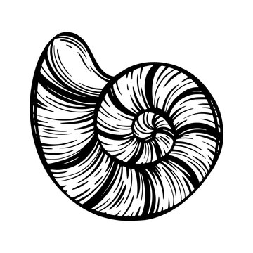 recommend clip art: Black marine seashell, mollusk or snail for design of invitation, fabric, textile, etc.