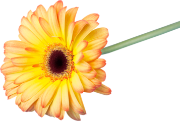 Yellow Gerbera Daisy
