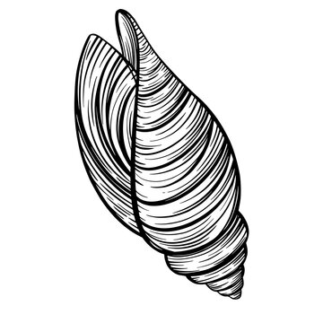 recommend clip art: Marine spiral seashell or oceanshell for design of invitation, fabric, textile, etc.
