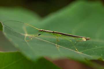 Another Type Mantis From Borneo Forest