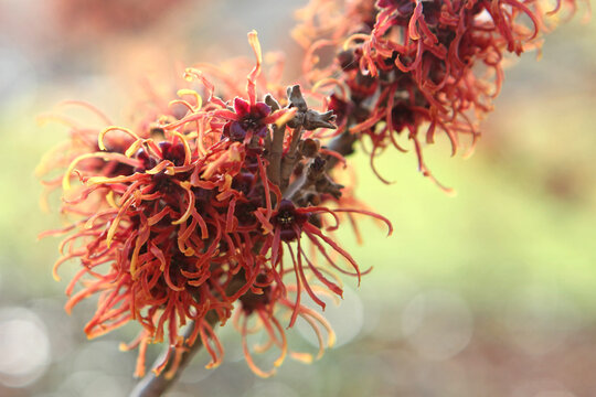 Witch hazel 'Jelena' in flower.