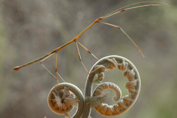 Another Type Mantis From Borneo Forest