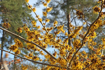 Witch hazel 'Barmstedt Gold' in flower.