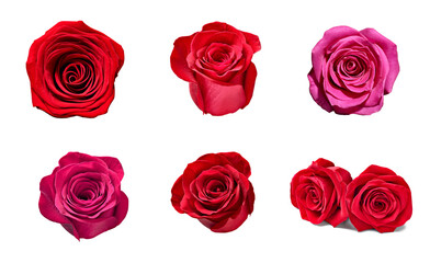 flower rose petal blosspm background