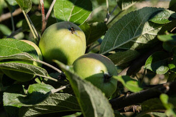 Two green apples on the tree branch in spring.