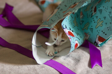 Cute red and white kitten hiding in wrapping paper from gifts and plays with purple ribbon. Unpacking holiday presents.