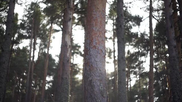 Bosque