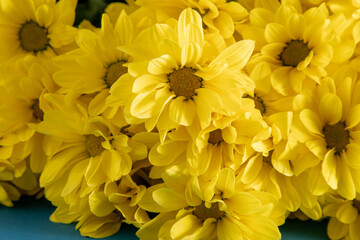Yellow chrysanthemum flowers. Flower close-up. Floral flowers background.