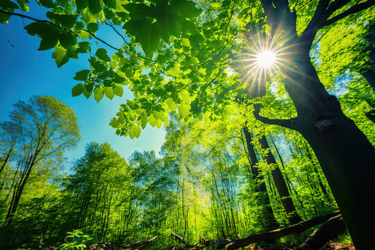 Panoramic image of a picturesque deciduous forest with a blue sky and a brilliant sun illuminating the vibrant green leaves. Generative AI