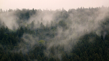 Steaming forest in the mountains after heavy rain at Sumava, Czech republic