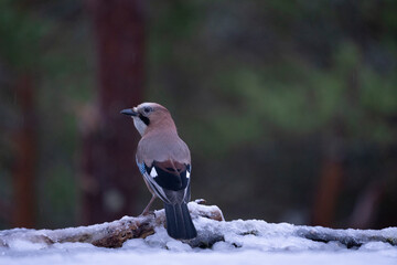 Eurasian Jay