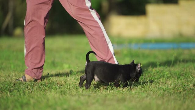 American bully puppy walking next to a man on the lawn in summer. High quality 4k footage