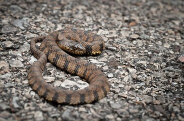 Juvenile Diamondback Water snake macro portrait on road 