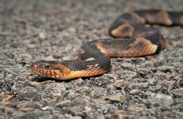 Broad-banded water snake macro portrait in situ on road 