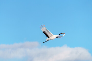 飛翔するタンチョウ　美しい北海道観光の景色