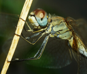 Dragonfly portrait - 568051144