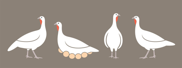 Turkey logo. Isolated turkey on white background. Bird