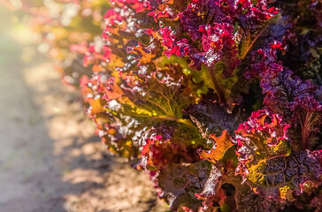 leaves of dark red Lollo Rossa organic lettuce. Red-edged, Selective focus, blurred background. copy space
