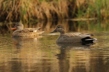 Gadwall ducks male and female 