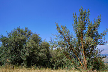 Paper tree (Polylepis incana), beautiful detail of native forest in the Peruvian Andes, shows curious details of its way of growing.