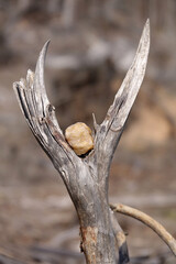 Skulptur im Wald