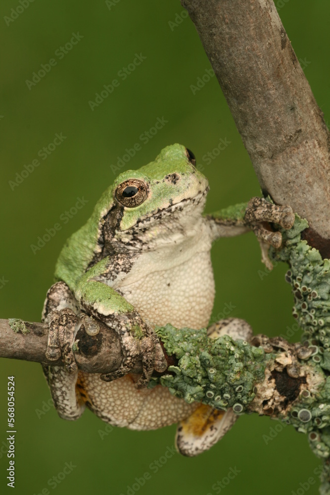 Sticker gray treefrog (hyla versicolor) on a branch with lichens