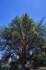 Paper tree (Polylepis incana), beautiful detail of native forest in the Peruvian Andes, shows curious details of its way of growing.
