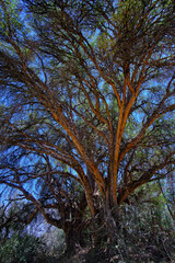 Paper tree (Polylepis incana), beautiful detail of native forest in the Peruvian Andes, shows curious details of its way of growing.