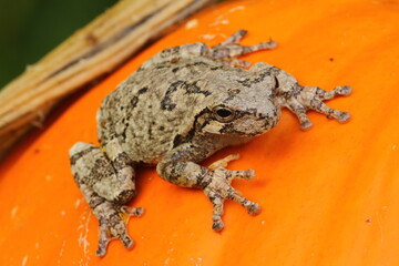 Gray treefrog (hyla versicolor) on pumpkin