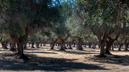 Olivenhain in der Maremma