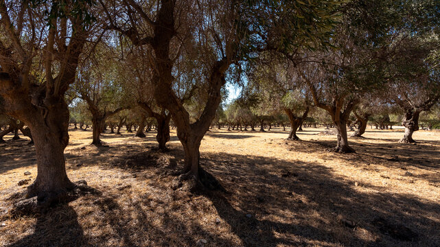 Olivenhain in Maremma