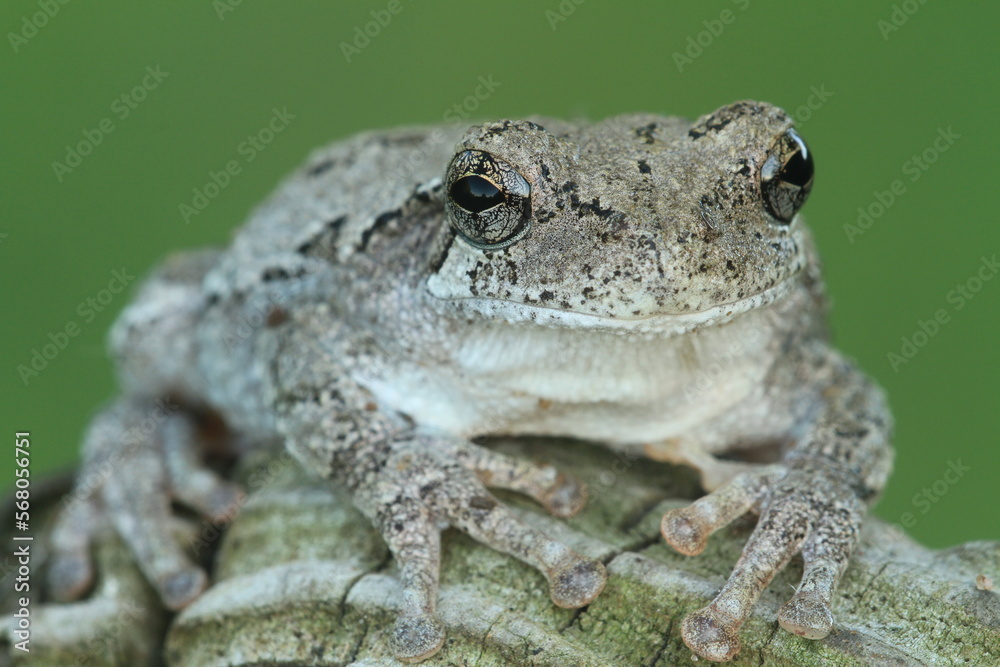 Wall mural gray tree frog (Hyla versicolor) on the stump