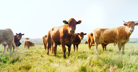 Farm, nature and cow field in countryside with peaceful animals eating and relaxed in sunshine. Livestock, farming and cattle for South Africa agriculture with green grass in pasture landscape.