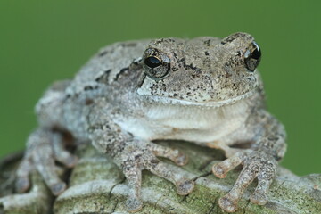 gray tree frog (Hyla versicolor) on the stump