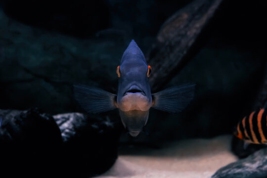 Blue fish Uaru swimming in aquarium, front view. Dark blue Uaru amphiacanthoides or Triangle cichlid in river, soft focus