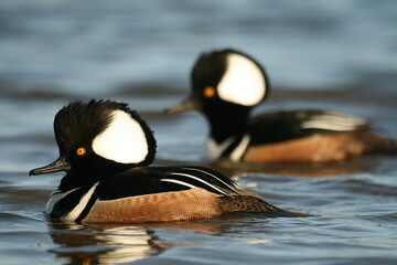 Hooded merganser males on the water