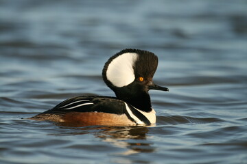 Male hooded merganser (Lophodytes cucullatus) in display 