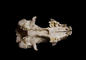 North American River Otter Skull with teeth showing upper jaw