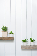 Houseplant -Front view of Indoor Pot plants over white background on the wooden shelf.