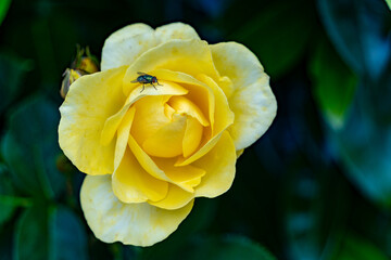 Small housefly sits on a yellow rose

